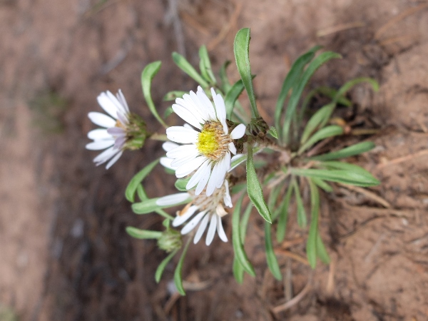 Townsendia grandiflora